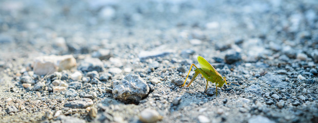Tettigonia viridissima, grasshopper lays eggs in stony ground.
