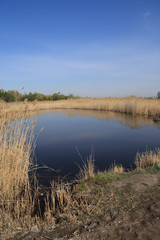 a small pond with thickets of yellowed dry reeds