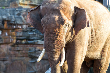 An adult asian elephant (Elephas maximus) walking in the sunshine.