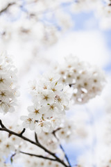 Beautiful White Cherry Blossom Cluster Against Blue Cloudy Sky, Space for Text