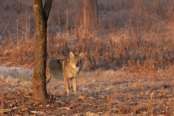 Coyote Sunrise Staredown