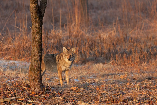 Coyote Sunrise Staredown