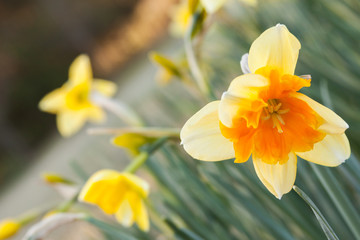 daffodil field