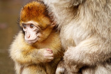 Schutz suchender kleiner Affe