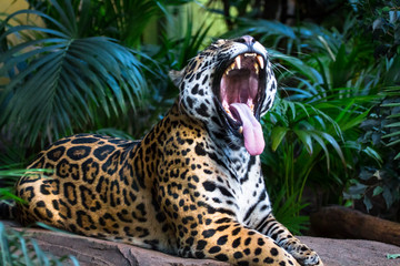 An adult jaguar (Panthera onca) among jungle vegetation yawns, revealing a pink tongue and massive teeth. - obrazy, fototapety, plakaty