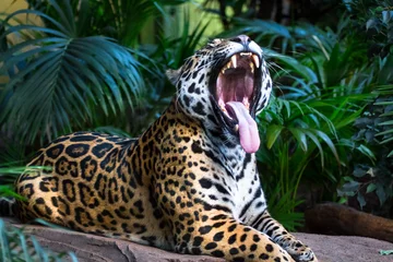 Foto op Plexiglas An adult jaguar (Panthera onca) among jungle vegetation yawns, revealing a pink tongue and massive teeth. © Kevin