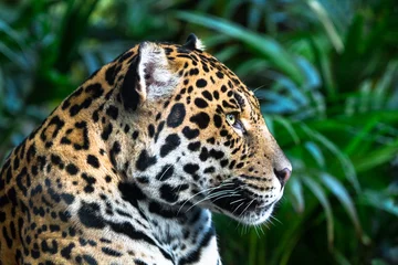 Foto op Plexiglas An adult jaguar (Panthera onca) up close among jungle vegetation. © Kevin