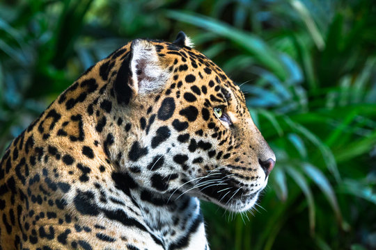 An adult jaguar (Panthera onca) up close among jungle vegetation.