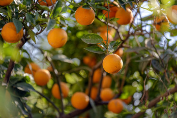 The orange tree
