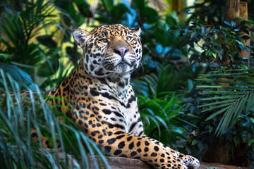 An adult jaguar (Panthera onca) relaxing among jungle vegetation. - obrazy, fototapety, plakaty
