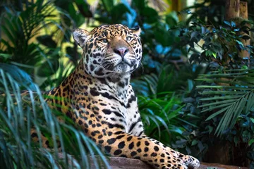 Foto op Plexiglas Een volwassen jaguar (Panthera onca) die ontspant tussen junglevegetatie. © Kevin