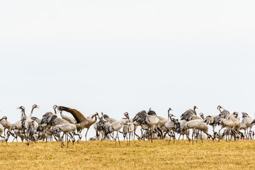 Common Cranes that resting on a field at spring