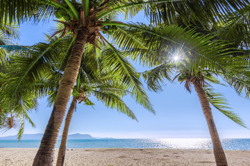 Coconut palm trees against blue sky and beautiful beach in Pattaya Thailand.