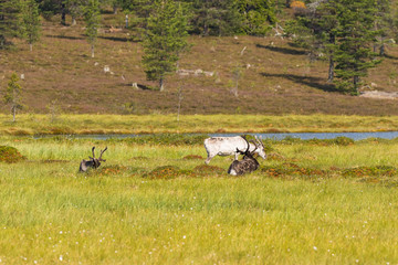 Reindeer resting on a bog