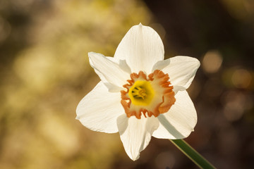backlight sunny daffodil
