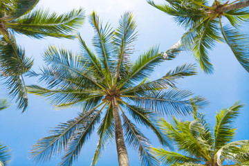 Fototapeta na wymiar Palm trees against the blue sky.Tropical tree background.