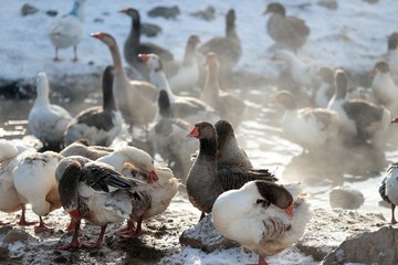 Geese in the winter .ardahan/turkey