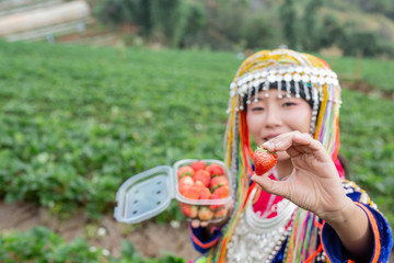 Tribal girls are collecting strawberries on the farm. Hill tribe woman.