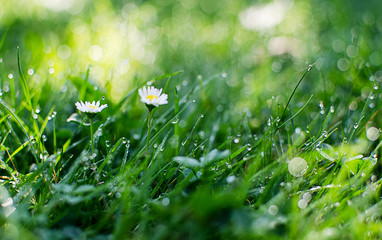 Small drops of dew on fresh green grass in the morning