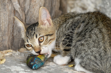 Cat kitten eating and chewing a fish, an ornate wrasse, Aegean island, Greece