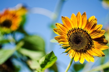 Yellow large sunflower grows on the field