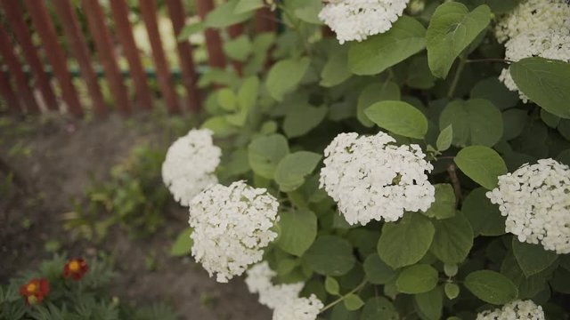 Blooming white flowers of Hydrangea Hortensia in the garden.