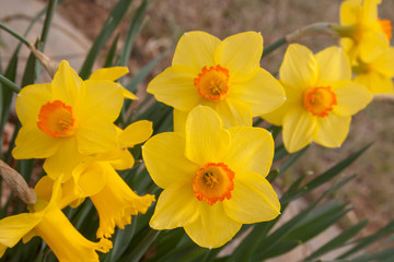 bright yellow orange daffodils