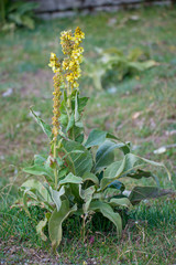 Obraz premium Erbe e piante appennino centrale