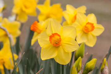 bright yellow daffodil group