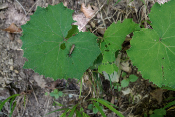 big leaf with flying bug sitting and waiting