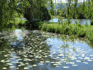 Teich.