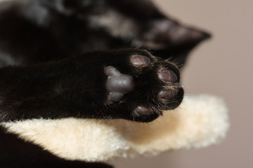 Closeup shot of an european black cat's paw