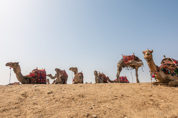 Camel in Egypt