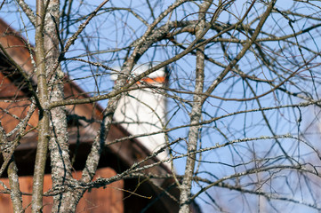 Bare branches in front of a house