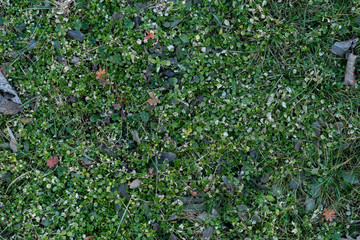 cloverfield from above