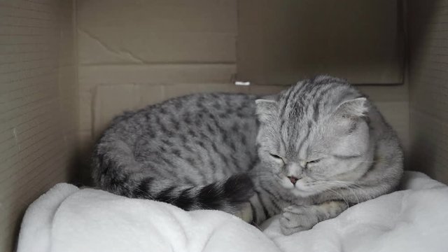 grey cat sitting on white blanket and licking in cardboard box