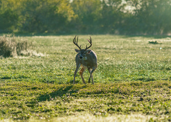 Deer Herd Texas