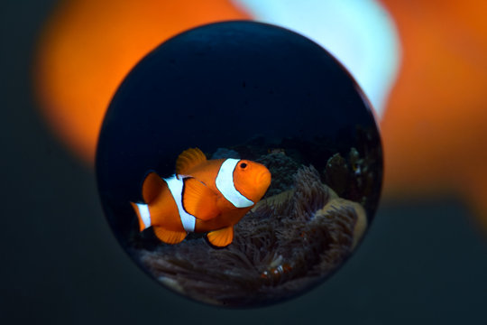 Incredible underwater world - Amphiprion ocellaris - False clown anemonfish (Western clownfish). Diving in Bali.