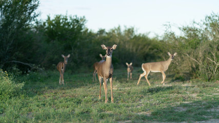 Deer Herd Investigation