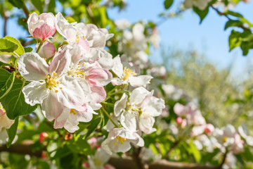 Closeup of flowering apple tree in spring..