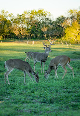 Naklejka na ściany i meble Deer Herd Texas