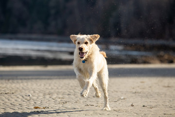 Yellow labradoodle running on the beach