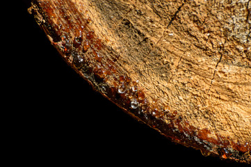 A cut tree with visible wood grains, resin droplets.