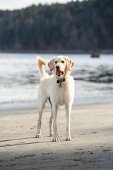 Tall lab dog on the beach with a ball in her mouth