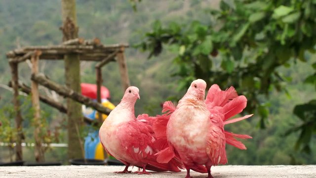 Couple Pink Pigeons Looking and Turning Around