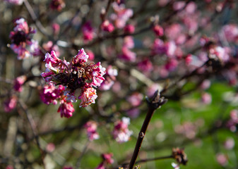 Pink spring flowers on a branch 