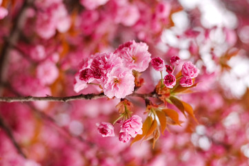 Fototapeta premium Beautiful spring background from pink flowers of Japanese sakura