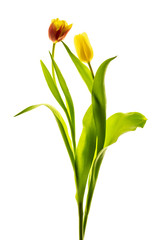 yellow tulip isolated on white background