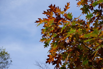 autumn leaves on blue sky