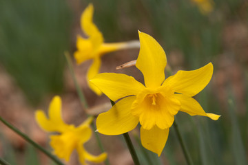 Fototapeta premium old fashioned pinwheel daffodil